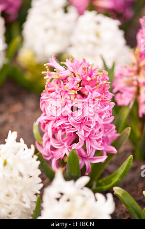 Hyacinthus floraison rose cluster Banque D'Images