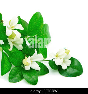 Fleur blanche, Orang Jessamine (Murraya paniculata) ou la Chine Fort Arbre, citronnier, Andaman isolé sur fond blanc Banque D'Images