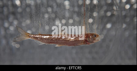 Petit poisson congelé dans la glace, l'islande Banque D'Images