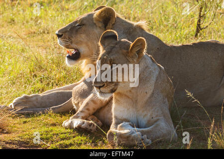 Les lions (Panthera leo) au soleil Banque D'Images