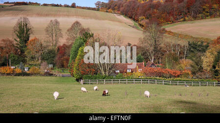 Un paysage rural dans les collines de Chiltern en automne avec moutons Banque D'Images