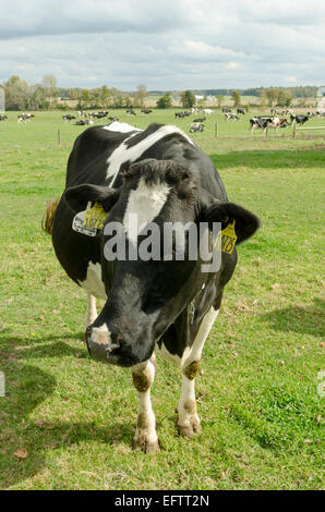 Vache Holstein sur l'herbe verte de pâturage. Banque D'Images