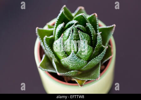 Cactus dans un vase Banque D'Images