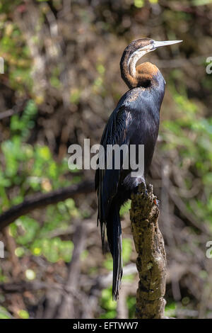 L'anhinga rufa (dard africain) reposant sur une branche d'arbre Banque D'Images