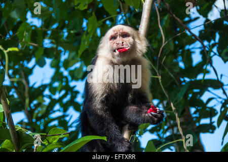 Singe blanc face au snacking Parc national de Cahuita, Costa Rica. Banque D'Images