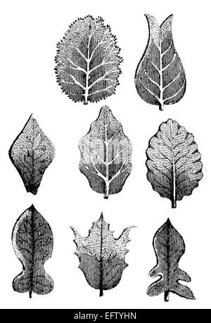 La gravure de l'époque victorienne d'une collection de feuilles. Image restaurée numériquement à partir d'un milieu du xixe siècle l'encyclopédie. Banque D'Images