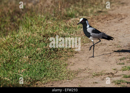 Blacksmith sociable (vanellus armatus) Banque D'Images