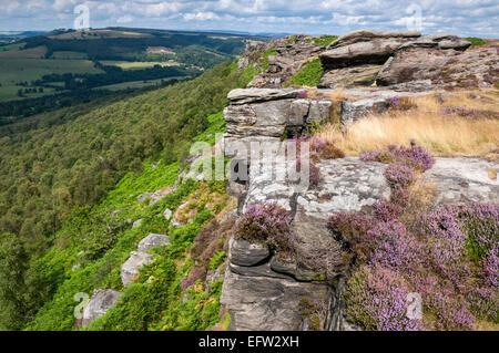 Peak District coloré paysage de bruyère et de graminées sur les bord Curbar sous le soleil d'été. Banque D'Images