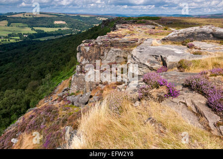 Heather en fleurs avec golden graminées sur Curbar edge dans le Peak District. Vue sur le ci-dessous. Banque D'Images