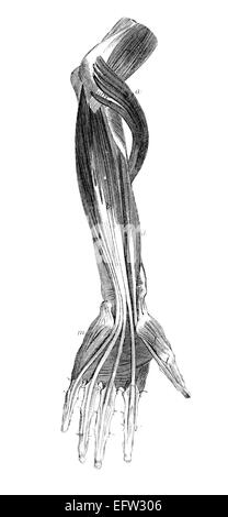 la-gravure-de-l-poque-victorienne-d-un-squelette-humain-image