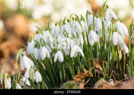 Bouquet de perce-neige sur une journée de printemps ensoleillée, hérauts de printemps. Banque D'Images