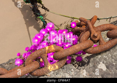 Chaîne, jolies fleurs roses en croissant Rozel mur du port, Jersey, grâce à une ancienne chaîne d'amarrage rouillées. Prix pour le texte. Banque D'Images