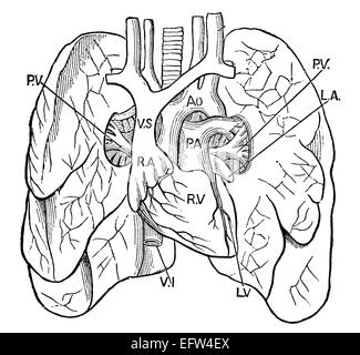 La gravure de l'époque victorienne de poumons humains. Image restaurée numériquement à partir d'un milieu du xixe siècle l'encyclopédie. Banque D'Images