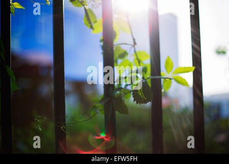 Rayons de raisins et de feuilles (Parthenocissus quinquefolia feuillage), Selective Focus Banque D'Images