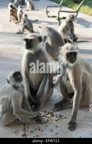 Lisez à propos de mandore, Rajasthan, Inde. Animaux singe Langur Hanuman (Semnopithecus) les singes à jardin Mandore Banque D'Images