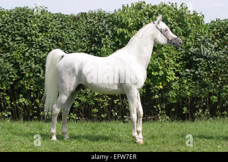 Cheval gris pur-sang à sang chaud, debout devant un fond vert. Banque D'Images