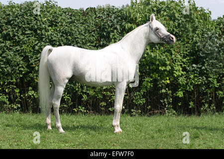 Pur-sang pur-sang cheval gris debout devant un fond vert. Banque D'Images