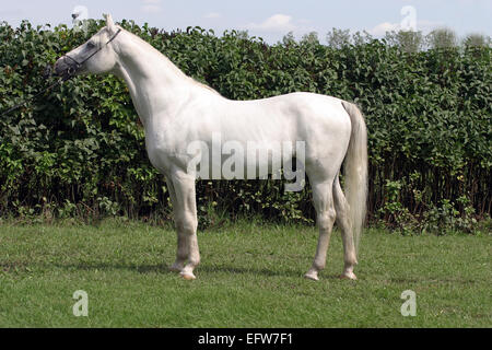 Pur-sang cheval gris Warmblood, debout devant un fond vert. Banque D'Images