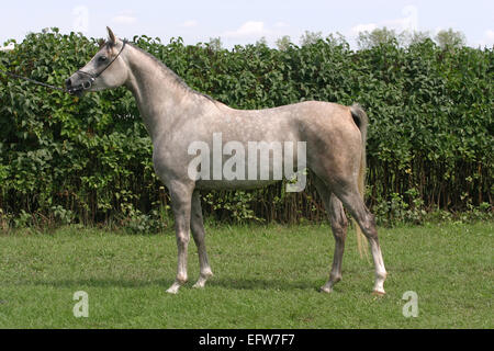 Horoughbred race cheval gris debout devant un fond vert. Banque D'Images