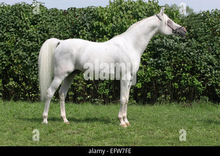 Pur-sang sang-chaud cheval gris debout devant un fond vert. Banque D'Images