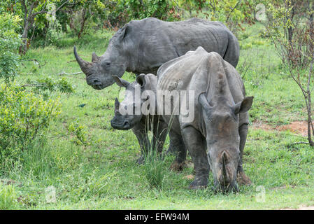 Deux adultes, le rhinocéros blanc (Ceratotherium simum), avec un seul baleineau, Kruger National Park, Afrique du Sud Banque D'Images