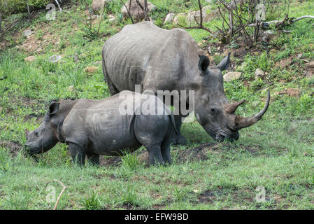 Les rhinocéros blanc (Ceratotherium simum) et son veau, Kruger National Park, Afrique du Sud Banque D'Images