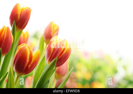 Tulipes au soleil Banque D'Images