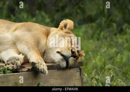 Lion Endormi. De nombreuses mouches sur le visage. En captivité. Noé de l'Arche Perdue Berlin, Ohio, USA. Banque D'Images