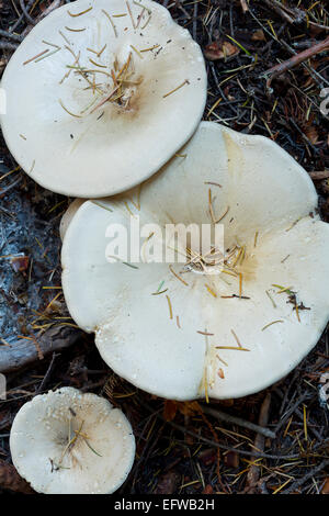 Russula tiges courtes (Russula brevipes) croissant hors de la terre à Washington en Cascades Nord. L'automne. Banque D'Images