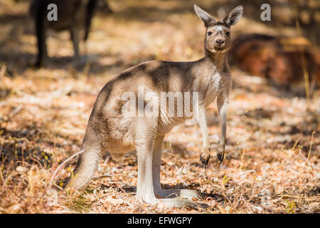 Close up de kangourou à l'état sauvage Banque D'Images