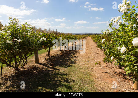 Vignoble à l'ouest de l'Australie Banque D'Images