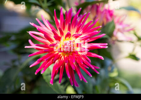 Cactus Dahlia rose vif, rouge et jaune dans un jardin anglais, heure d'automne.Cette plante a fleuri pendant de nombreuses années atteignant une hauteur de 1 mètres + Banque D'Images