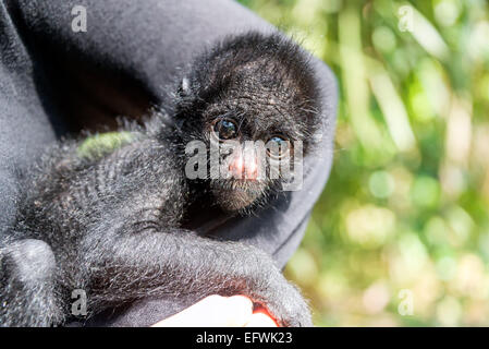 Femme tenant un petit trois mois vieux singe-araignée dans le parc national de Madidi en Bolivie Banque D'Images