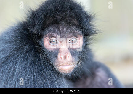 Visage d'un singe-araignée dans le parc national Madidi dans la forêt amazonienne en Bolivie Banque D'Images