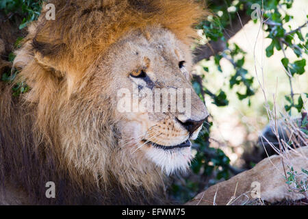 Grand mâle lion en appui sous arbre en Afrique Banque D'Images