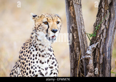 Le guépard à la recherche de proies après à Serengeti Banque D'Images