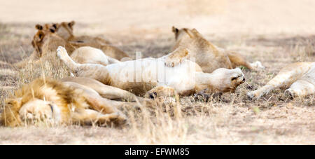 Les lions de couchage en grande fierté à la savane Banque D'Images