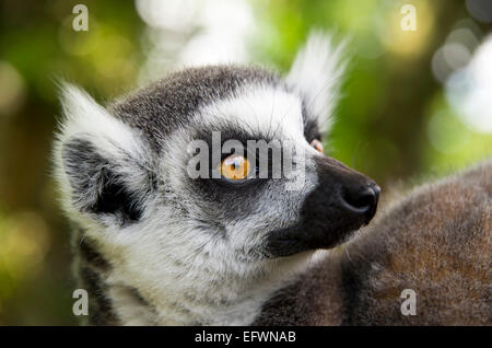 Portrait des espèces en rIng-tailed lemur (Lemur catta) Banque D'Images