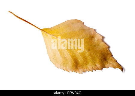 Les feuilles séchées sur un fond isolé blanc Banque D'Images