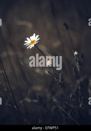 Camomille unique en fond d'herbe sombre Banque D'Images
