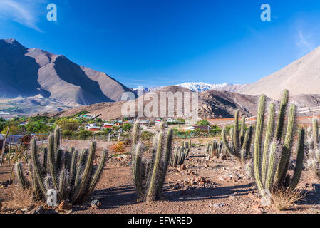 Avis de cactus avec des Andes dans l'arrière-plan dans la vallée d'Elqui au Chili Banque D'Images
