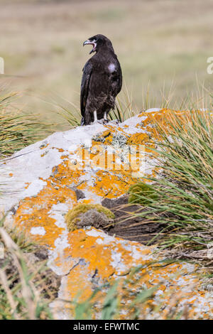 Phalcoboenus australis, caracara strié, West Point, îles Falkland (où il est connu sous le nom de Johnny Rook) Banque D'Images