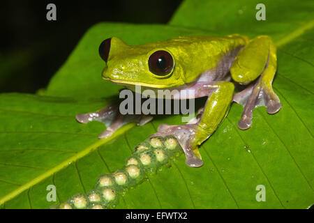 Un deltaplane (Agalychnis spurrelli rainette) siège par ses œufs non éclos dans une jungle en Equateur. Banque D'Images