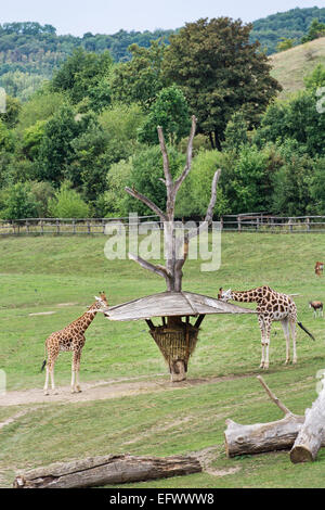 Les Girafes Rothschild se nourrir dans la zone d'herbe. Banque D'Images