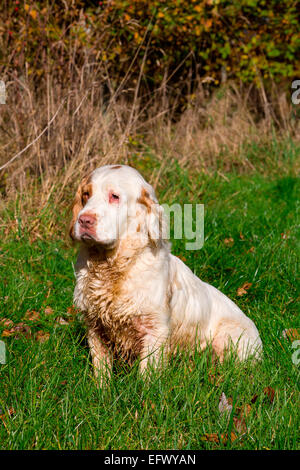 Clumber spaniel sitting in sunshine Banque D'Images