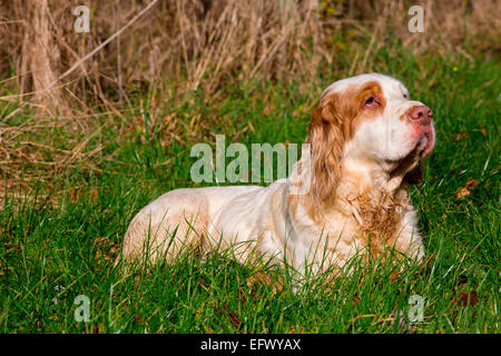 Portrait de clumber spaniel fixant en soleil Banque D'Images