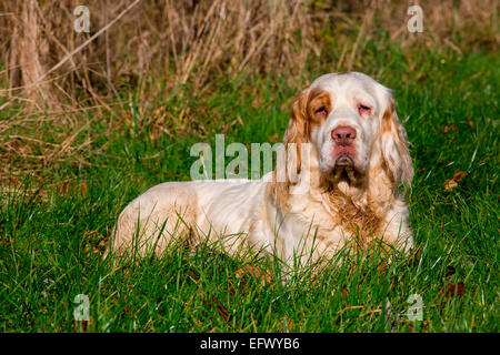 Portrait de clumber spaniel fixant en soleil Banque D'Images