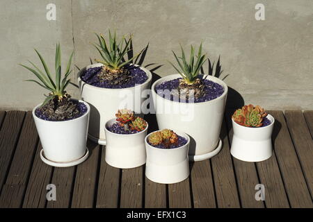 Les petites plantes grasses dans six pots blancs. Banque D'Images