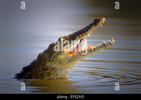 Crocodile du Nil avaler un poisson ; Crocodylus niloticus - Kruger National Park Banque D'Images