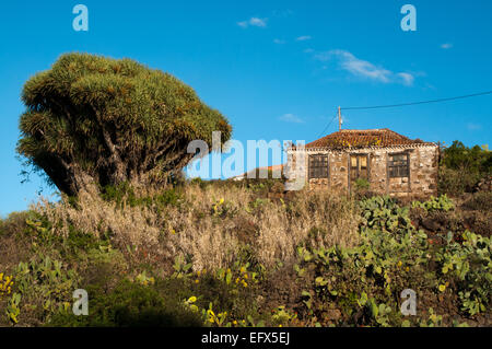 Canaries arbres dragons sont indigènes à La Palma, Teneriffa, Gran Canaria et quelques autres îles dans l'océan Atlantique. Banque D'Images